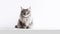 Cute tabby Maine coon kitten sitting on white studio background