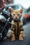 cute tabby motorcycle rider kitten next to his motorcycle