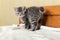 Cute tabby scared kitten standing on white plaid at home. Newborn kitten, Baby cat, Kid animal and cat concept. Domestic animal.