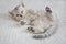 Cute tabby Scottish short hair silver kitten. Dreaming kittens sleep on a bed under warm white blanket. Pets sleep at