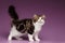 Cute Tabby Scottish straight Kitten Walk on Purple