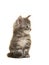 Cute tabby siberian forest kitten cat looking to the right
