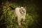 Cute tabby Thai kitten walks among the green grass and dandelion flowers in the summer. Nature and a pet