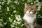 Cute tabby white cat in nature portrait