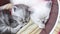 Cute tabby and white kittens sleeping and daydreaming for licking its paws in a basket bed