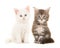 Cute tabby and white main coon baby cats sitting and looking at the camera