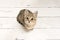 Cute tabby young cat looking up seen from a high angle view on a