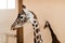 cute and tall giraffes with long