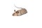 Cute tame house mouse isolated on a white background