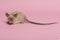 Cute tame house mouse with long tail seen from the side on a pink background