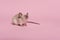 Cute tame house mouse seen from the front on a pink background looking up