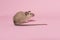 Cute tame house mouse seen from the side on a pink background