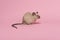 Cute tame house mouse seen from the side on a pink background