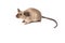 Cute tame house mouse on a white background seen from the side