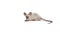 Cute tame house mouse on a white background seen from the side looking at the camera