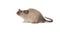 Cute tame house mouse on a white background seen from the side looking up