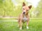 A cute tan and white mixed breed dog with short legs and pointed ears