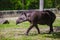 Cute tapir walking on the grass