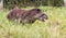 Cute tapir walking in the grass