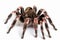 Cute tarantula spider close up isolated on white background. generative ai