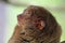 Cute tarsier
