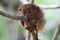 Cute tarsier
