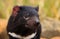 Cute Tasmanian Devil portrait with copy space