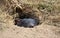 Cute Tasmanian Devil sleeping in den