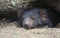 Cute Tasmanian Devil sleeping in den