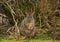 Cute Tasmanian Pademelon kangaroo in bush