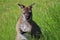 Cute Tasmanian Wallaby Stands in Grass with Clawed Hands