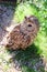 Cute tawny owl on the grass close up