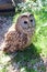 Cute tawny owl on the grass close up