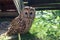 Cute tawny owl on the grass close up