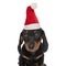 Cute teckel dachshund dog with christmas hat looking up