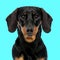 cute teckel dachshund dog looking forward and sitting