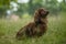 Cute teckel dog standing in a meadow
