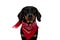 Cute Teckel puppy looking forward and wearing red bandana