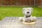 A cute teddy bear holding brown milk chocolate heart sitting on the top of round wooden coaster on plastic rattan in the garden