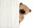 Cute teddy bear peeking out of wooden board on white background