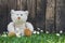 Cute teddy bear sitting alone in the green with old wooden background.