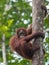 Cute teen orangutan grabbed the tree and looks away (Kumai, Indonesia)