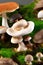 Cute Terrarium with a Little Mushroom Created with Generative AI Technology