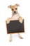 Cute Terrier Puppy Holding Blank Chalk Board