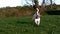 Cute terrier running with a stick in the countryside