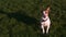 Cute terrier wagging his tail looking up at camera