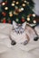 Cute thai cat with Christmas tree on the background