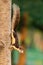 Cute Thai common squirrel perching on a tree trunk