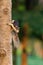 Cute Thai common squirrel perching on a tree trunk