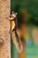 Cute Thai common squirrel perching on a tree trunk with food in hands